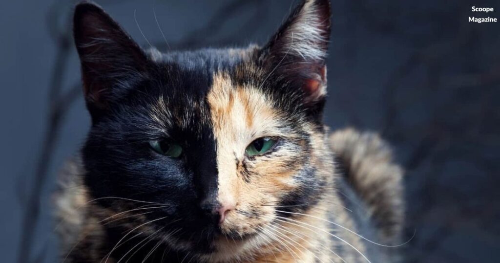 Chimera Cats Names