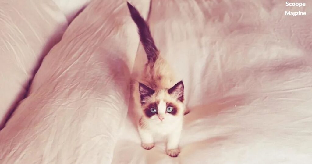 Cat Names Taylor Swift Inspired