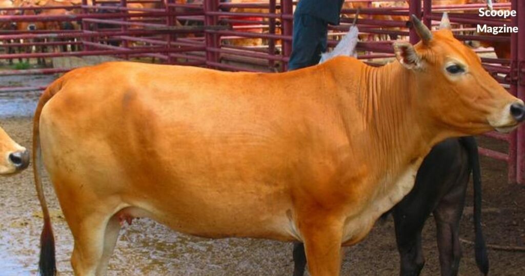 Classic Funny Cow Names from Pop Culture