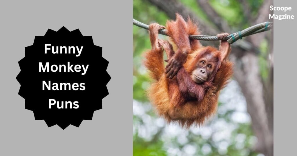 Funny Monkey Names Puns